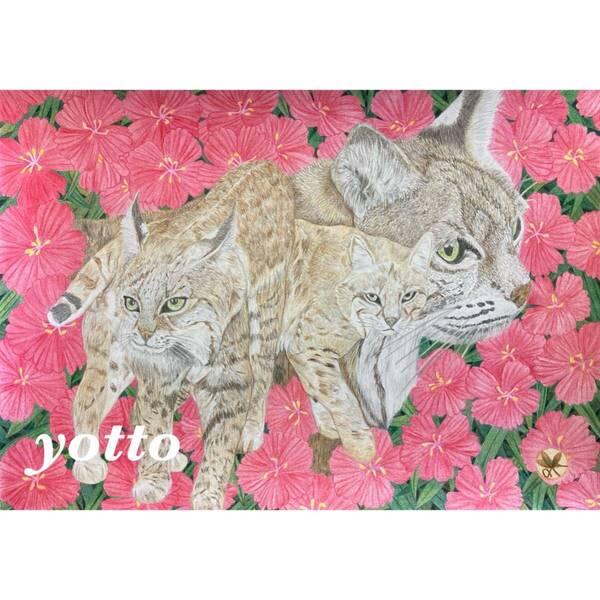 色鉛筆画「 ボブキャット 」A4・額付き◇◆手描き◇原画◆ボブキャット◇◆yotto■50%OFF