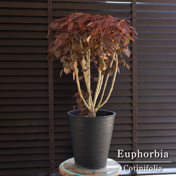 ユーフォルビア チョコリーフ Euphorbia コティニフォリア 紅葉 低木 庭木