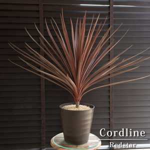  red Star dracaena REDSTARkoru Gigli ne7 number ... red gong Driger ten0602BR-2