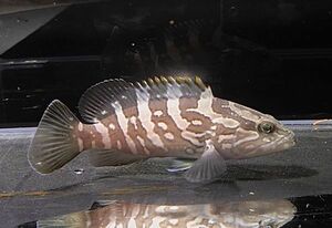 ke долгое время разведение особь SM размер близко море рыба морская рыба организм Suzuki глаз - ta.ma - ta.