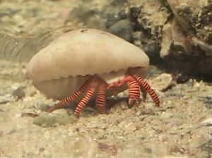 ベニワモンヤドカリ　Sサイズ　近海魚　海水魚　生体　異尾下目ヤドカリ科ワモンヤドカリ属