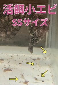 No3　活エサ用小エビ100匹＋予備10匹　SSサイズ　タツノオトシゴや幼魚用 近海魚　海水魚　生体　生餌　スジエビ属