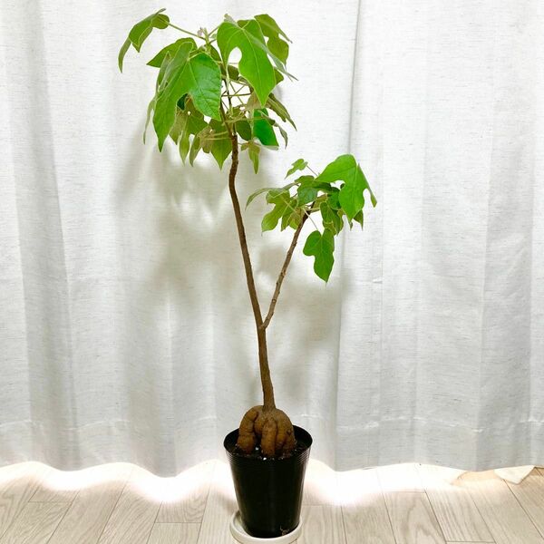 【ボトルツリー】ブラキキトン　ビドウィリー　5寸サイズ　観葉植物 ＊匿名配送＊