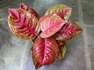 【veil plants】ハイクオリティ株Aglaonema sparkling diamond