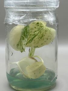 【veil plants】ハイクオリティ株tissue culture monstera deliciosa mintモンステラ　デリシオーサ ミントタイ植物研究所直送