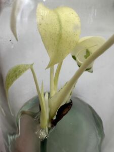 【veil plants】ハイクオリティtissue culture Monstera White King 1本のみ輸入　写真現物