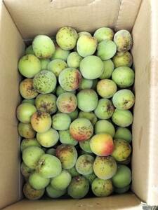 .. production less pesticide south height plum blue plum . half . Mix box. weight included 7.0 kilo 80 size shipping 