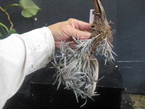 ＫＮ　ティランジア　ネグレクタ　‘ニグラ‘（TILLANDSIA NEGLECTA `nigra`）　　　0.8Ｍ以下