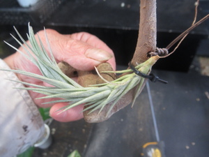 ＫＮ　ティランジア　バールマルクシー（TILLANDSIA BURLE-MARXII）　　　　0.8Ｍ以下