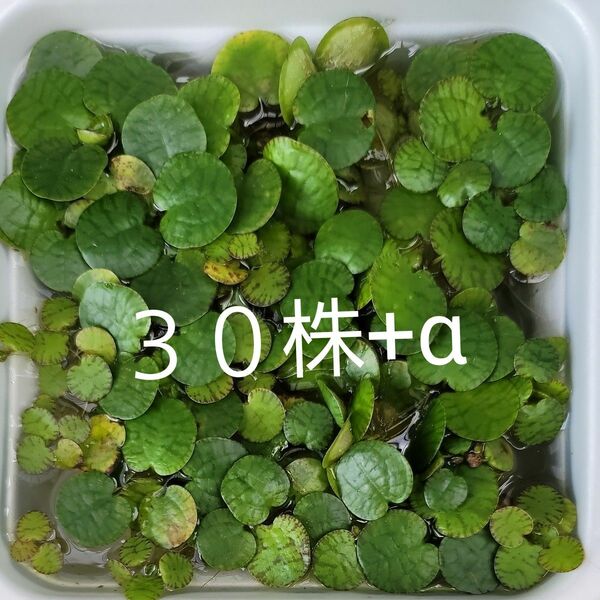 フロッグピット　３０株+α　水草　浮き草