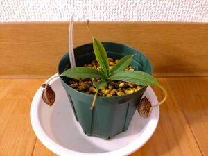 食虫植物　ネペンテス　Nepenthes. spectabilis x aristolochioides BE-3663 