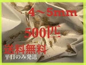 ヨーロッパイエコオロギサイズ　4〜5mm 500匹+死着保証10% 平日のみ発送