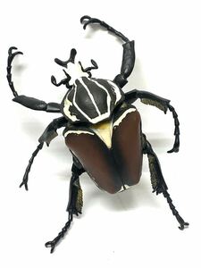  rare most lot insect C.golaias oo tsuno is nam Gris figure 1/1 LIFE with INCECT
