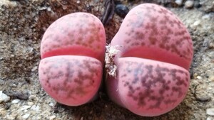 177　多肉植物　メセン　リトープス　紅クラウデイーナエ　2頭立　特美苗　ショッキングピンク！