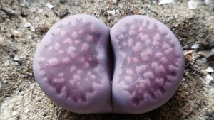 183　多肉植物　メセン　リトープス　紫琥珀玉　美苗！