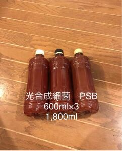 光合成細菌 PSB 1.8リットル 600ml×3 自家培養