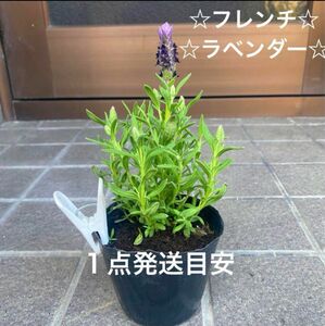 1A ☆育て易いフレンチラベンダー☆根付き苗☆ 暑さ寒さに強く☆お花も可愛い☆