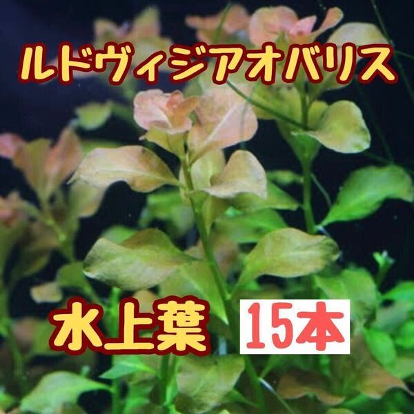 ②水草　ルドヴィジアオバリス　15本　水上葉　無農薬　アクアリウム　ビオトープ　水草レイアウト