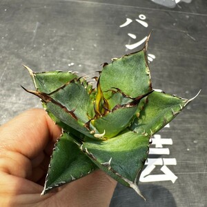 J88【パンダ園芸】アガベ　チタノタ HADES ハデス 恐竜牙歯 Agave titanota Hades　