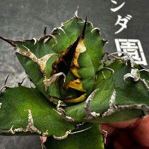 K12【パンダ園芸】アガベ 多肉植物 チタノタ シーザー　凱撒 優良血統超極上棘 美株 