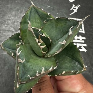 K56【パンダ園芸】 特選 アガベ チタノタ柊月 agave titanota holly moon