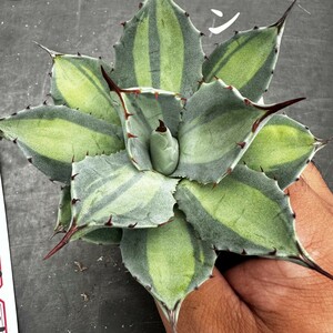 K64【パンダ園芸】 アガベ パリー　ホーチエンシス　極上斑　斑入り　吉祥天錦　Agave parryi f.variegata 特選優良強棘株　