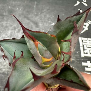 K68 【パンダ園芸】多肉植物 アガベ Agave colorata variegated コロラータxチタノタ 胴切り天芽 