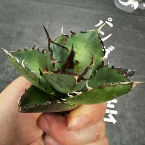 L32【パンダ園芸】アガベ　チタノタ HADES ハデス 恐竜牙歯 Agave titanota Hades　