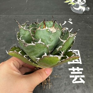 L82[ Panda gardening ] carefuly selected agave chitanota.. leaf white . a little over . finest quality beautiful stock 