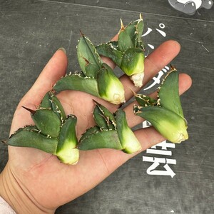 L94【パンダ園芸】 特選 アガベ チタノタ柊月 agave titanota holly moon 胴切り天芽子株5株