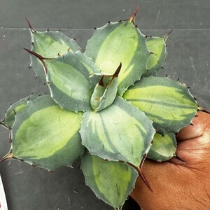 M3【パンダ園芸】 アガベ パリー　ホーチエンシス　極上斑　斑入り　吉祥天錦　Agave parryi f.variegata 特選優良強棘株　