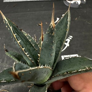 M58【パンダ園芸】多肉植物 Agave purpusorum／アガベパープソラム／帝釈天 背棘 希少