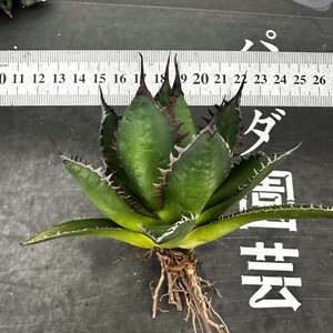 M67【パンダ園芸】多肉植物 アガベ Agave colorata variegated コロラータ 錦 武蔵坊錦 斑入り