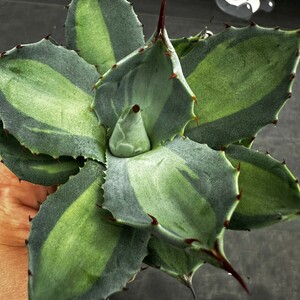 N54【パンダ園芸】 アガベ パリー　ホーチエンシス　極上斑　斑入り　吉祥天錦　Agave parryi f.variegata 特選優良強棘株　