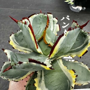 P3[ Panda gardening ] special selection agave .. Kabuto gani... helmet .. ream . yellow . wheel finest quality stock short . leaf thickness leaf 