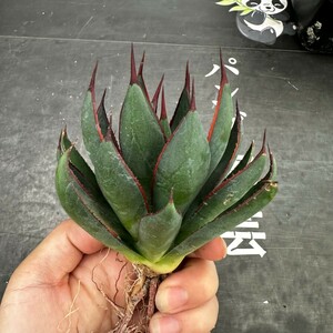 P53【パンダ園芸】特選 アガベ 多肉植物 マンガベ プレイングハンズ ‘Praying Hands’ 極上株 激レア！