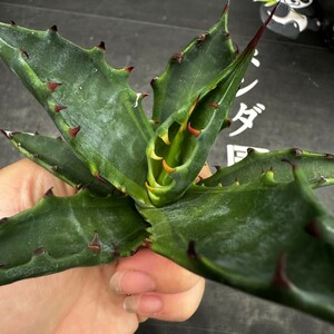 P54【パンダ園芸】多肉植物 アガベ Agave colorata variegated コロラータ 錦 武蔵坊錦 斑入り 