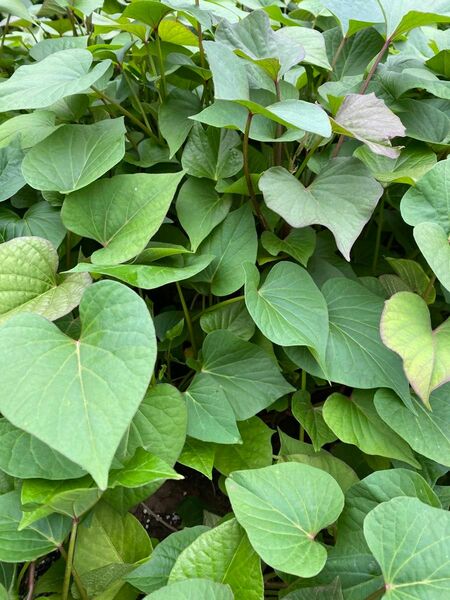 茨城県産　紅はるか　べにはるか　ベニハルカ　さつまいも　苗　12本　無農薬