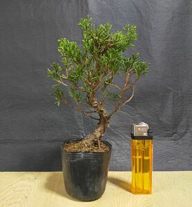  bonsai / garden tree * genuine Kashiwa sin Park * M[ shohin bonsai / legume bonsai / material ]