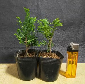  bonsai / garden tree * Tsu mountain hinoki 2 pcs set * ①[ shohin bonsai / legume bonsai / material ]