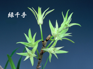 ** Dendrobium moniliforme [ green thousand hand ]5ps.@.*..* green flower. . flower * most super superior article **