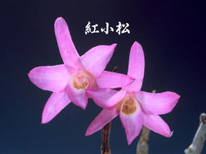 ** Dendrobium moniliforme [. Komatsu ]5шт.@.* Okayama * красный цветок * самый super хорошая вещь **
