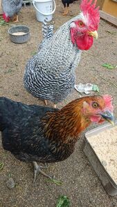 ネラ 有精卵 10個 黒鶏 種卵 食用有精卵