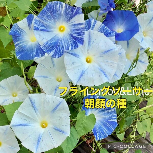 フライングソーサー アサガオの種