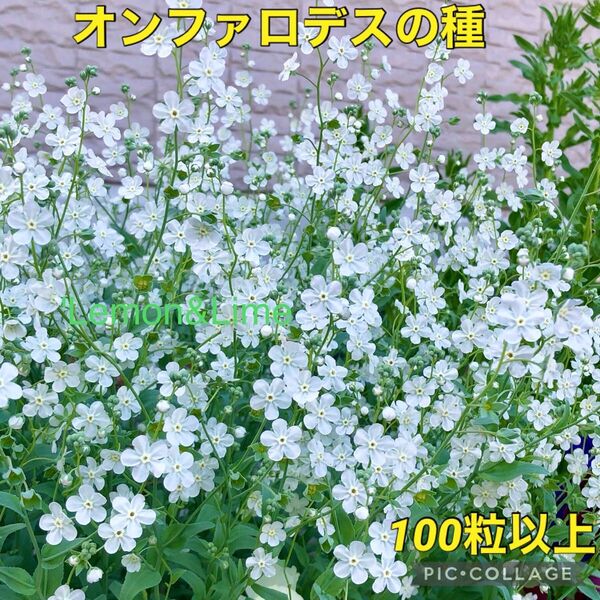 オンファロデスの種