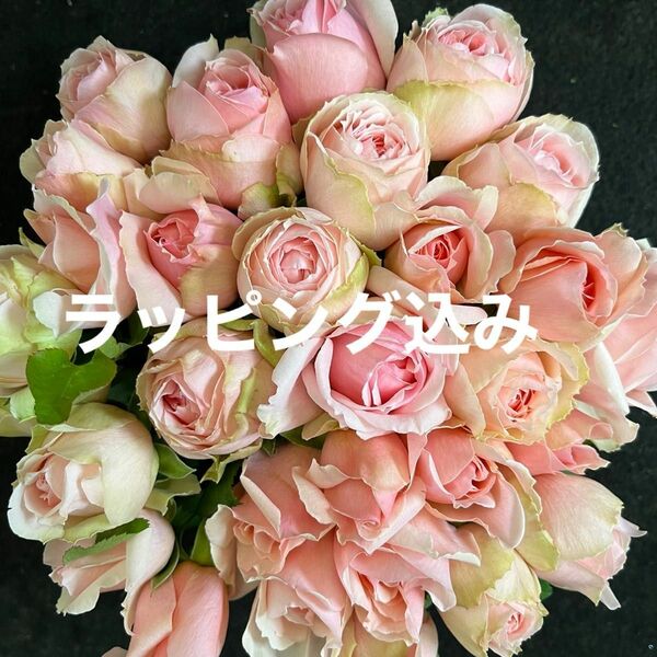 バラ【切り花 ・生花】エレガントドレス（ミルキーピンク・淡いピンク色）　30㎝SM 30本　産地直送！鮮度抜群！　薔薇　花束
