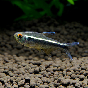 * prompt decision * black neon Tetra 10 pcs set kalasin tropical fish 