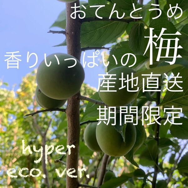 梅【期間限定・産地直送】おてんとうめ hyper eco.ver.