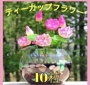 大人気！加工済 ティーカップフラワー10粒 蓮 ハス 花色ランダム 花の種