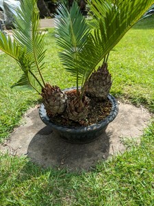  old pot . go in .. bonsai . iron cycad 